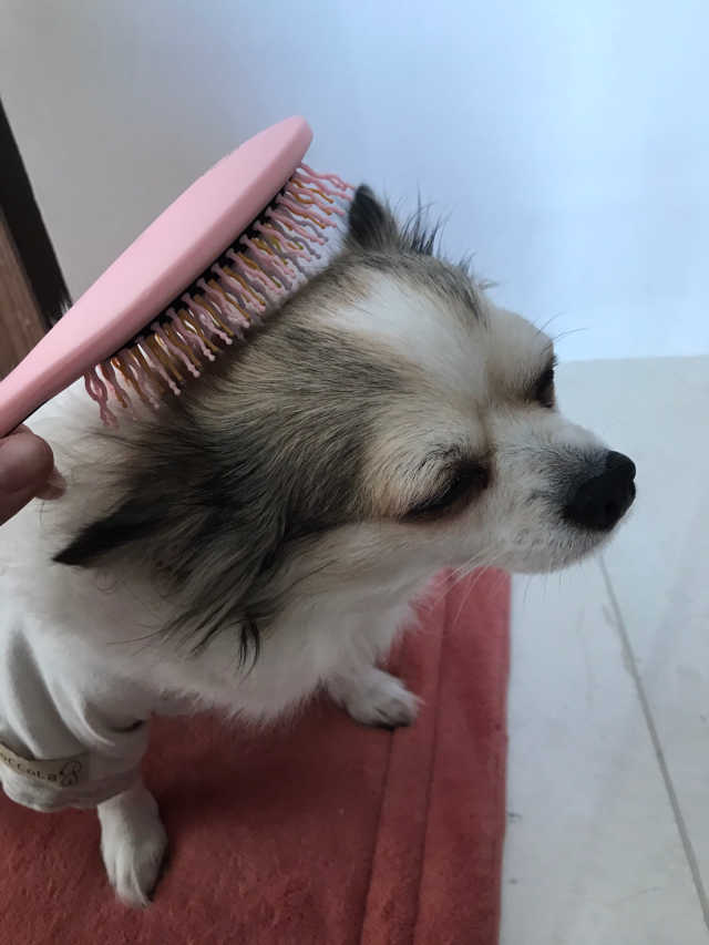 아이캔디 레인보우 볼륨S  브러쉬 for PET 미디엄 리뷰 사진
