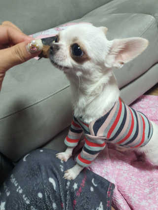 My Pet Care 천연단백질 관절건강에 개좋아 — 5점을 준 리뷰어가 2020년 12월 올린 사용 사진