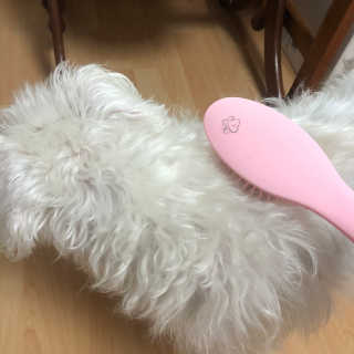 아이캔디 레인보우 볼륨S  브러쉬 for PET 미디엄 — 5점을 준 리뷰어가 2020년 12월 올린 사용 사진