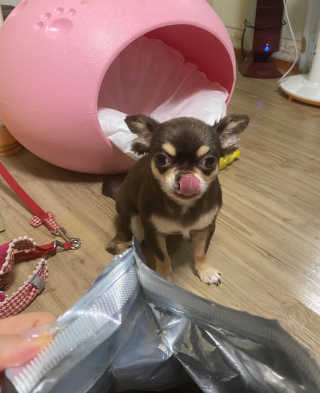 노스포 그레인프리 캐나다사료 — 5점을 준 리뷰어가 2020년 8월 올린 사용 사진