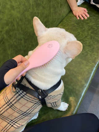 아이캔디 레인보우 볼륨S  브러쉬 for PET 미디엄 — 4점을 준 리뷰어가 2020년 11월 올린 사용 사진