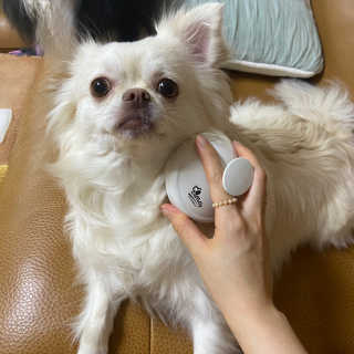 자극 없이 털/각질 관리가 가능한 코코몰리 실리콘 목욕 브러쉬 — 5점을 준 리뷰어가 2020년 7월 올린 사용 사진