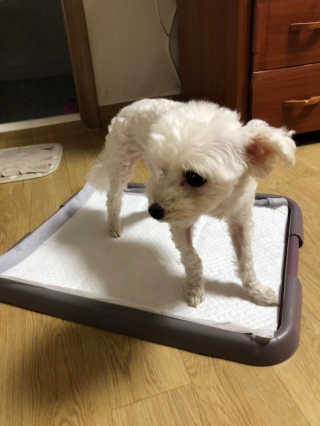 여자닝겐님이 올린 리뷰 사진 1