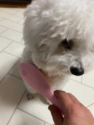 아이캔디 레인보우 볼륨S  브러쉬 for PET 미디엄 — 5점을 준 리뷰어가 2020년 11월 올린 사용 사진