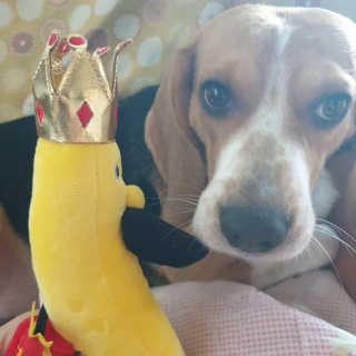 beaglelove님이 올린 리뷰 사진 3