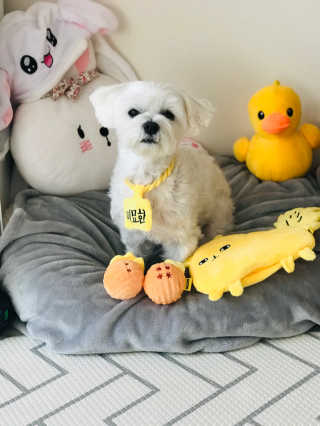 댕댕이님이 올린 리뷰 사진 1
