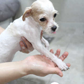 예민한 피부를 위한 코코몰리 All in one 자연유래 샴푸 — 5점을 준 리뷰어가 2020년 7월 올린 사용 사진