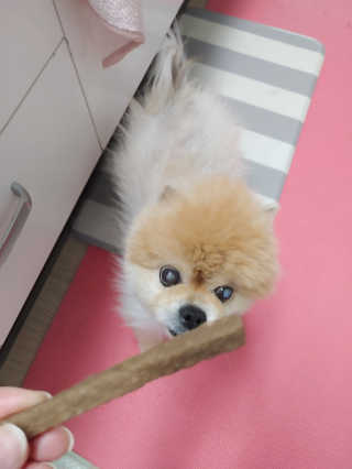 My Pet Care 천연단백질 치아건강에 개좋아 — 5점을 준 리뷰어가 2020년 11월 올린 사용 사진