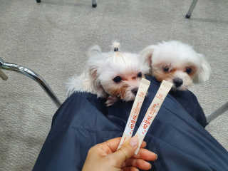 My Pet Care 모발과 모질 피부건강에 개좋아 — 5점을 준 리뷰어가 2020년 12월 올린 사용 사진