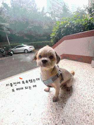 자극 없이 털/각질 관리가 가능한 코코몰리 실리콘 목욕 브러쉬 — 5점을 준 리뷰어가 2020년 7월 올린 사용 사진