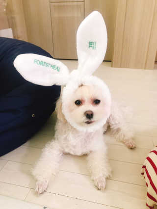 포레스트힐 SS 그린 밸런스 클렌져 100ml + 헤어밴드 — 5점을 준 리뷰어가 2020년 5월 올린 사용 사진