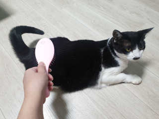 아이캔디 레인보우 볼륨S  브러쉬 for PET 미디엄 — 5점을 준 리뷰어가 2020년 11월 올린 사용 사진