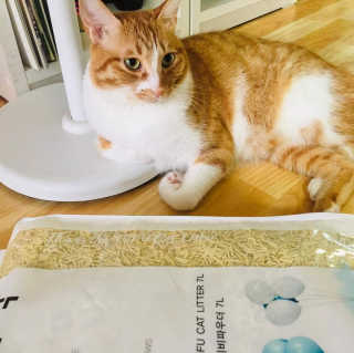 펫토리아 한삽뚝딱 프리미엄 고양이 두부모래 — 5점을 준 리뷰어가 2020년 8월 올린 사용 사진