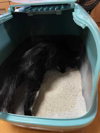 겟플렉스 켓플렉스 캣츠룸BS-1 고양이모래 4kg — 4점을 준 리뷰어가 2020년 12월 올린 사용 사진