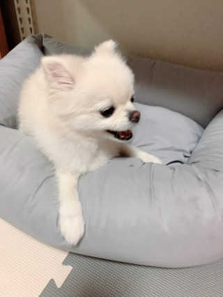 My Pet Care 천연단백질 눈건강에 개좋아 — 5점을 준 리뷰어가 2020년 12월 올린 사용 사진