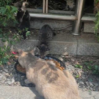 [캣시피] 고양이들의 반찬, 대용량 츄르 3종 — 5점을 준 리뷰어가 2020년 8월 올린 사용 사진