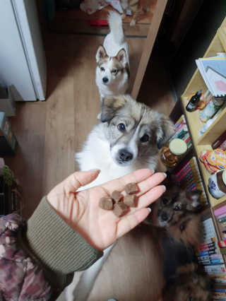 My Pet Care 천연단백질 관절건강에 개좋아 — 5점을 준 리뷰어가 2020년 12월 올린 사용 사진