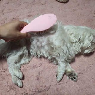 아이캔디 레인보우 볼륨S  브러쉬 for PET 미디엄 — 5점을 준 리뷰어가 2020년 12월 올린 사용 사진
