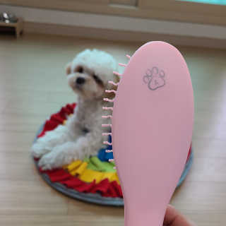 아이캔디 레인보우 볼륨S  브러쉬 for PET 미디엄 — 5점을 준 리뷰어가 2020년 12월 올린 사용 사진