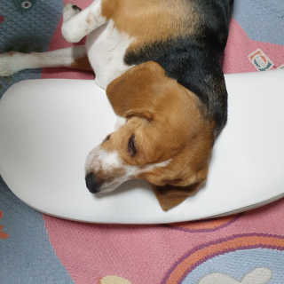 beaglelove님이 올린 리뷰 사진 3