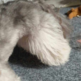 아이캔디 레인보우 볼륨S  브러쉬 for PET 미디엄 — 5점을 준 리뷰어가 2020년 11월 올린 사용 사진