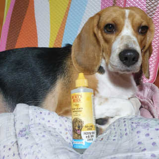 beaglelove님이 올린 리뷰 사진 1
