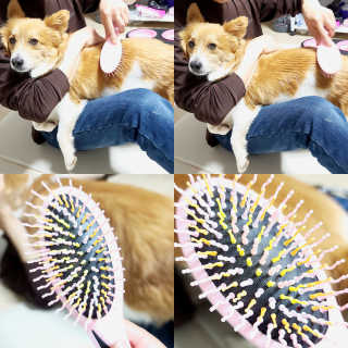 아이캔디 레인보우 볼륨S  브러쉬 for PET 미디엄 — 4.5점을 준 리뷰어가 2020년 11월 올린 사용 사진