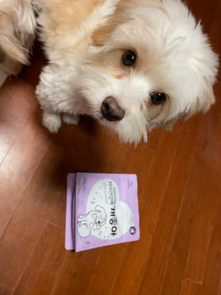 My Pet Care 천연단백질 치아건강에 개좋아 — 5점을 준 리뷰어가 2020년 11월 올린 사용 사진