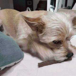 My Pet Care 천연단백질 치아건강에 개좋아 — 5점을 준 리뷰어가 2020년 12월 올린 사용 사진