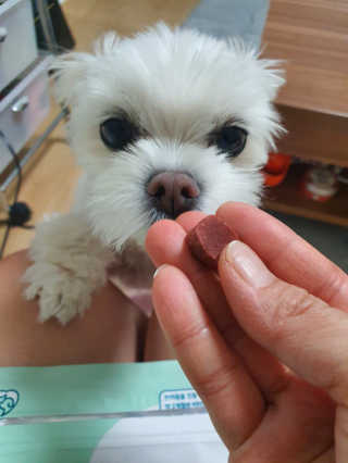 My Pet Care 천연단백질 눈건강에 개좋아 — 5점을 준 리뷰어가 2020년 11월 올린 사용 사진