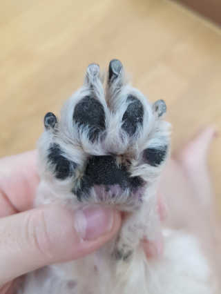 [자유펫] 시코니딘 고양이 강아지 피부 보습 연고 20g — 5점을 준 리뷰어가 2020년 8월 올린 사용 사진