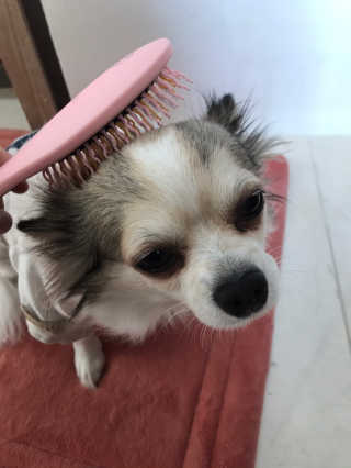 아이캔디 레인보우 볼륨S  브러쉬 for PET 미디엄 — 5점을 준 리뷰어가 2020년 12월 올린 사용 사진