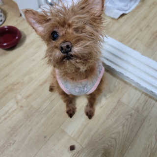 My Pet Care 천연단백질 눈건강에 개좋아 — 5점을 준 리뷰어가 2020년 12월 올린 사용 사진