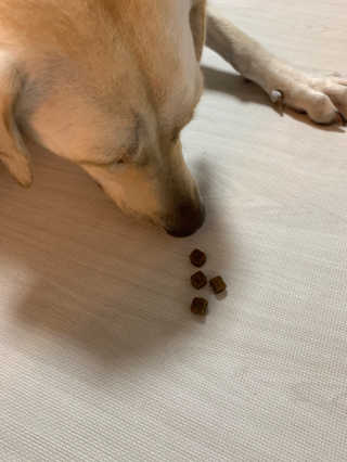 My Pet Care 천연단백질 관절건강에 개좋아 — 5점을 준 리뷰어가 2020년 12월 올린 사용 사진