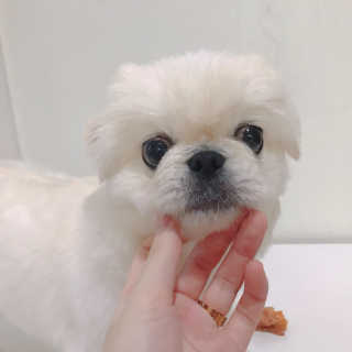 해피팡팡 고구마닭말이+고구마오리말이 [고구마간식2종] — 5점을 준 리뷰어가 2020년 4월 올린 사용 사진
