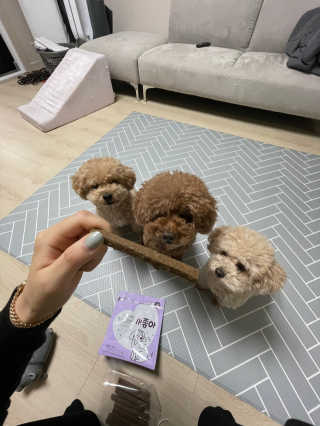 My Pet Care 천연단백질 치아건강에 개좋아 — 5점을 준 리뷰어가 2020년 11월 올린 사용 사진