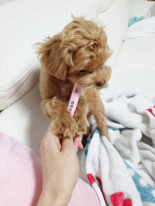 더펫원츠 [댕냥이 치석제거 덴탈오일] 치카오일+셀프스케일러 — 5점을 준 리뷰어가 2020년 6월 올린 사용 사진