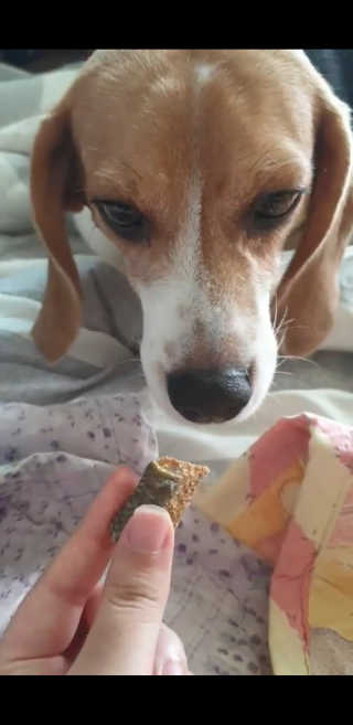 beaglelove님이 올린 리뷰 사진 4