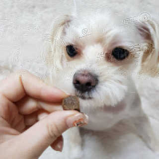 My Pet Care 천연단백질 관절건강에 개좋아 — 5점을 준 리뷰어가 2020년 12월 올린 사용 사진