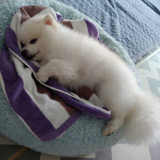 탄이맘님이 올린 리뷰 사진 4