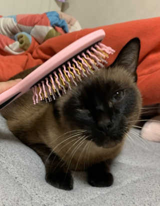 아이캔디 레인보우 볼륨S  브러쉬 for PET 미디엄 — 5점을 준 리뷰어가 2020년 12월 올린 사용 사진