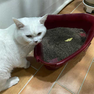 뉸뉸냔냐님이 올린 리뷰 사진 1