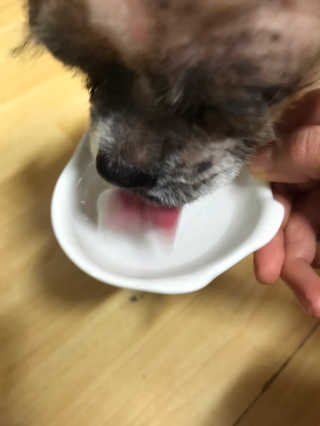 펫시랩 반려견용 액상 프리바이오틱스 아쿠아펫 — 4점을 준 리뷰어가 2020년 12월 올린 사용 사진