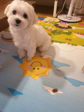 My Pet Care 천연단백질 눈건강에 개좋아 — 5점을 준 리뷰어가 2020년 11월 올린 사용 사진