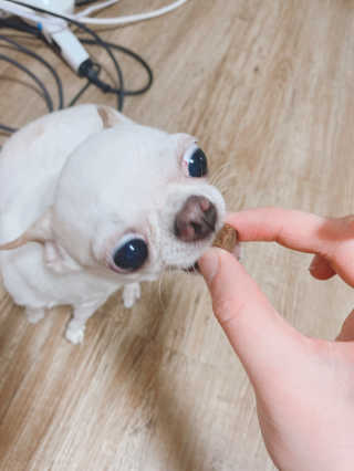 My Pet Care 천연단백질 관절건강에 개좋아 — 5점을 준 리뷰어가 2021년 3월 올린 사용 사진