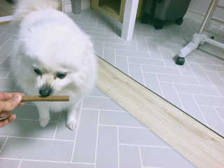 My Pet Care 천연단백질 치아건강에 개좋아 — 5점을 준 리뷰어가 2020년 11월 올린 사용 사진