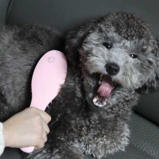 아이캔디 레인보우 볼륨S  브러쉬 for PET 미디엄 — 5점을 준 리뷰어가 2020년 12월 올린 사용 사진
