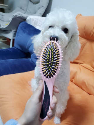 아이캔디 레인보우 볼륨S  브러쉬 for PET 미디엄 — 5점을 준 리뷰어가 2020년 11월 올린 사용 사진