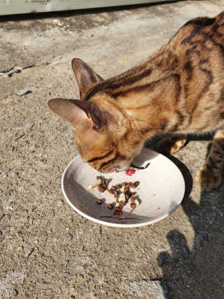 pussyess님이 올린 리뷰 사진 3