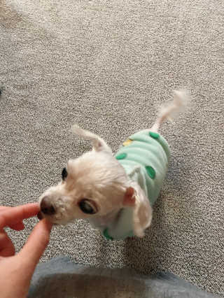 My Pet Care 천연단백질 관절건강에 개좋아 — 5점을 준 리뷰어가 2020년 12월 올린 사용 사진
